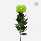 Peony Chrysanthemum Dyed Green 牡丹菊 - (5 Stems)