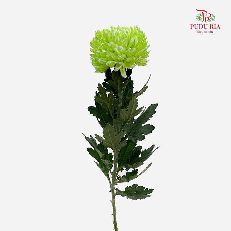 Peony Chrysanthemum Dyed Green 牡丹菊 - (5 Stems)