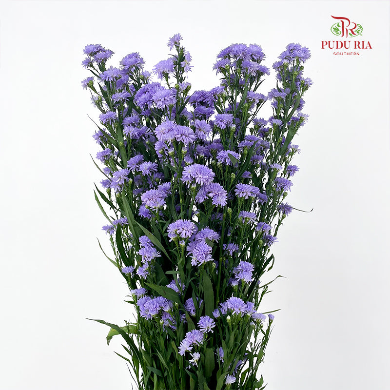 Peacock Light Purple - (Per Bundle)