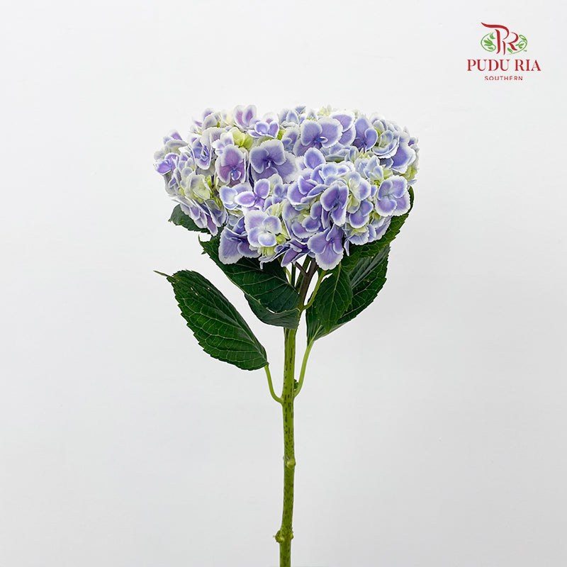 Hydrangea Tone Purple - (Per Stem)