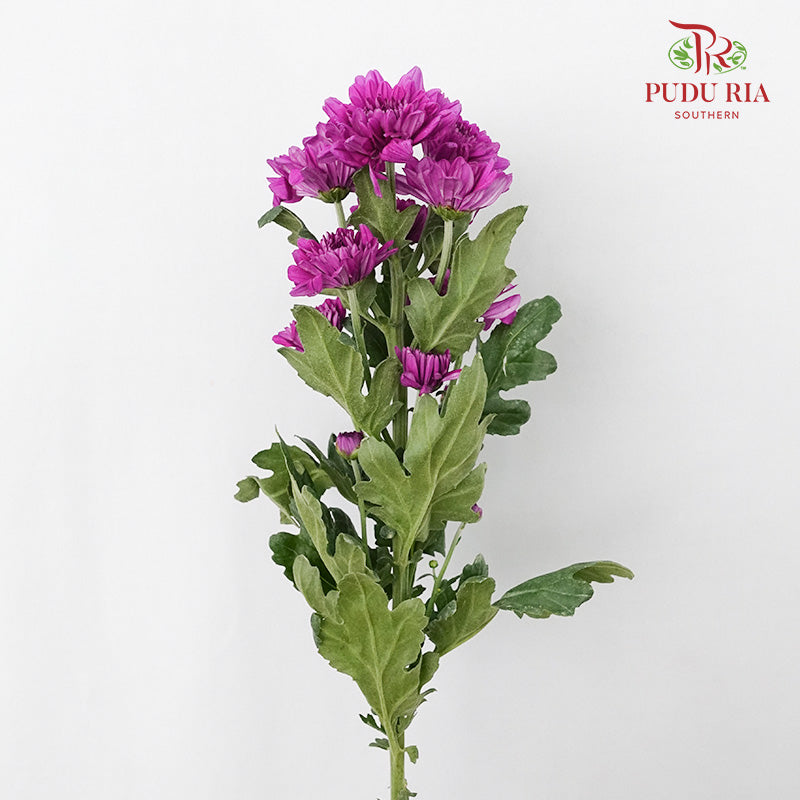 Chrysanthemum Pompom Dark Purple (10-12 Stems) - Pudu Ria Florist Southern