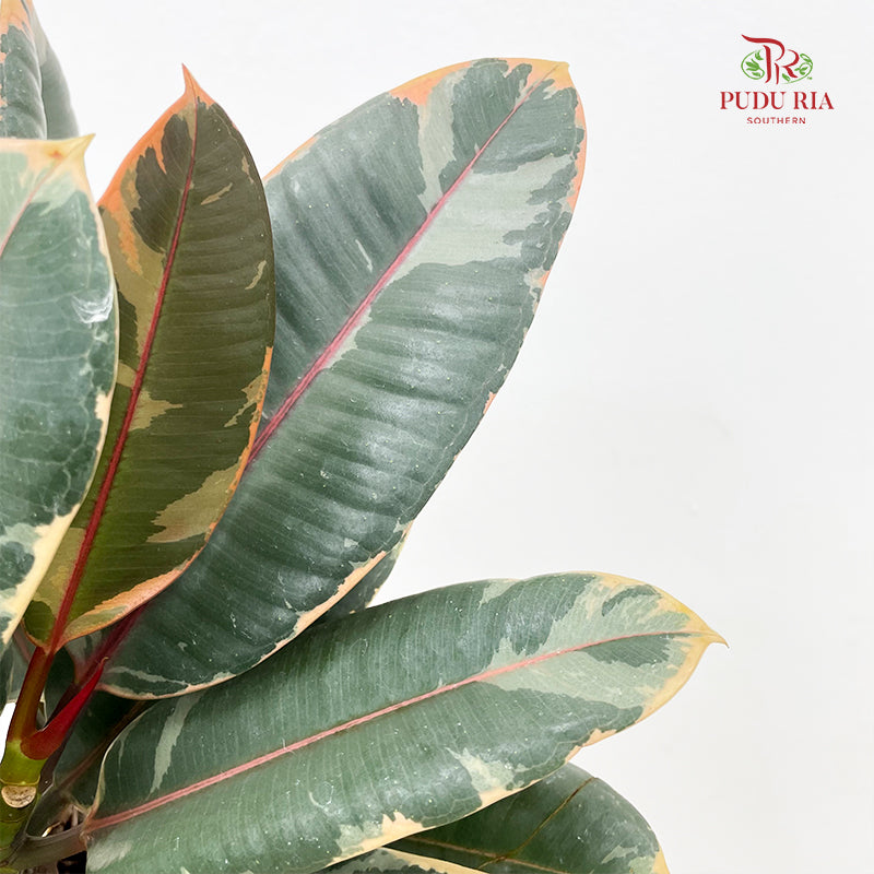 Ficus Elastica Ruby 3 Stems