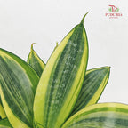 Hydro Sansevieria Golden Hanni