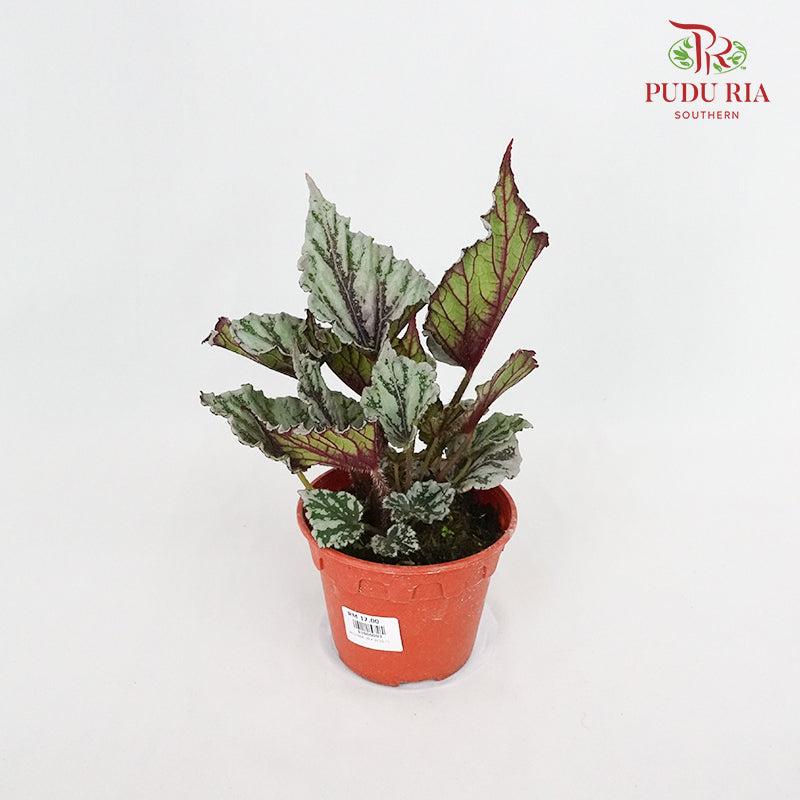 Begonia Rex - Pudu Ria Florist Southern