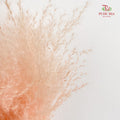 Dry Pampas Natural - Peach