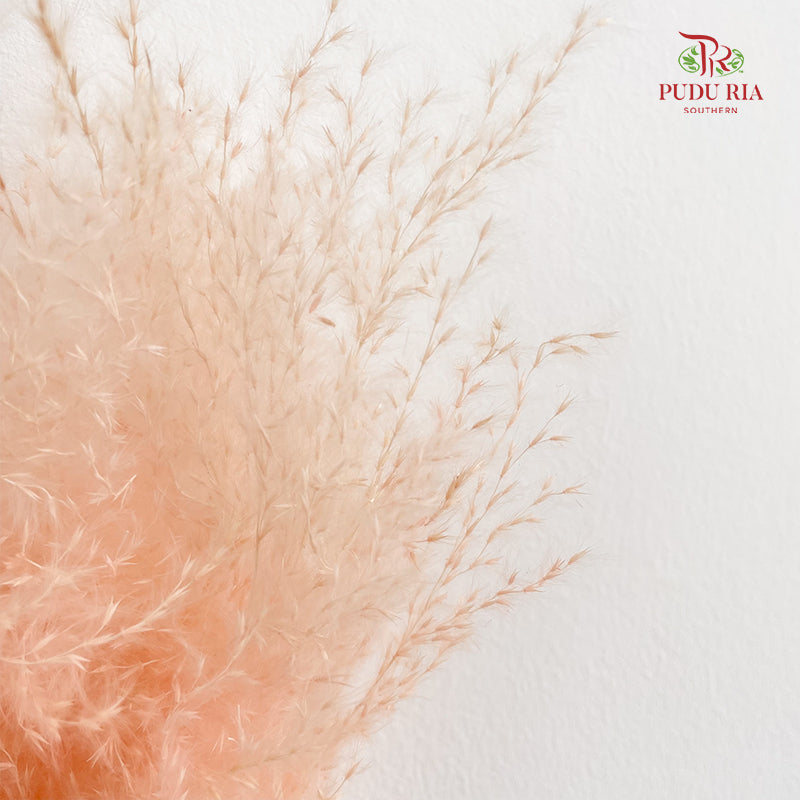 Dry Pampas Natural - Peach