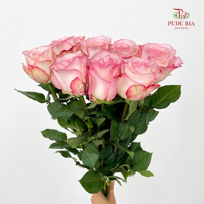 Rose Joyce - (8 Stems)