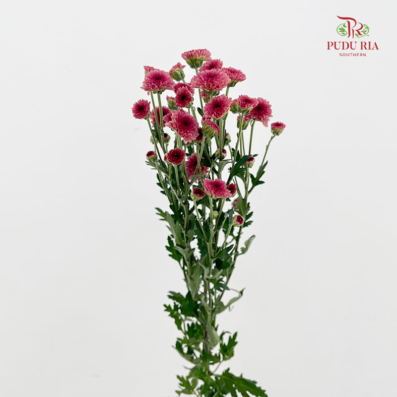 Chrysanthemum Santini / Calimero Mini Button Pink Red