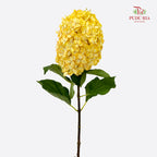 Hydrangea Dyed Yellow 绣球花 - (Per Stem)