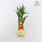 CNY Potted Plant Arrangement 2024#13