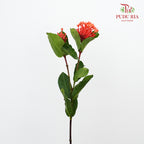 Ixora Orange - Pudu Ria Florist Southern
