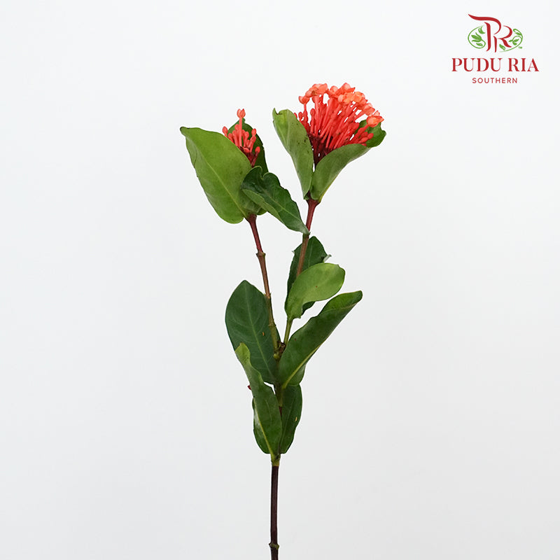 Ixora Orange - Pudu Ria Florist Southern
