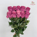 Rose Mondial Dyed Mauve Roses - (8-10 Stems)