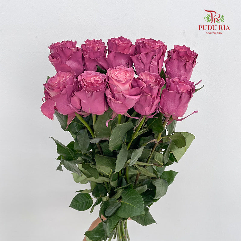 Rose Mondial Dyed Mauve Roses - (8-10 Stems)