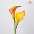 Calla Lily Orange 海芋 - (5 Stems)
