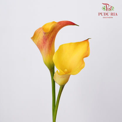 Calla Lily 海芋 Orange - (5 Stems)