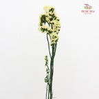 Dry Statice - Yellow