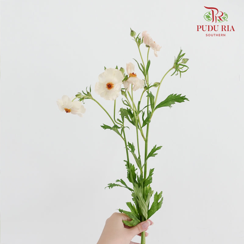 Ranunculus Butterfly Cream - (8 - 10 Stems)