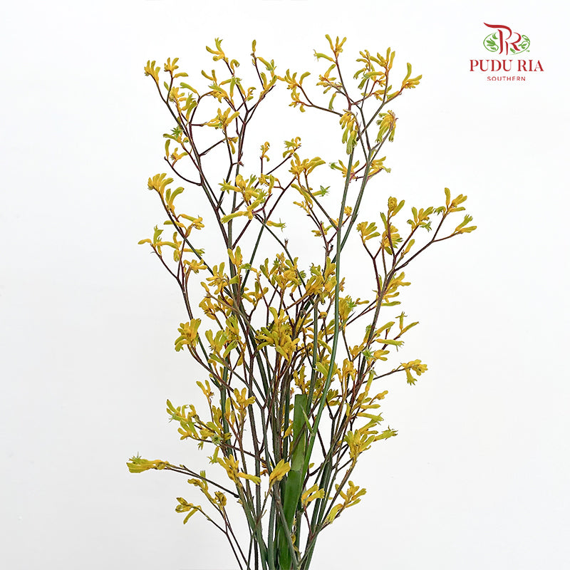 Kangaroo Paw Yellow - (Per Bundle)
