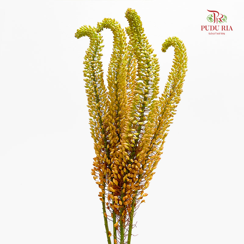 Eremurus Shelf 狐尾百合 - (2 Stems)