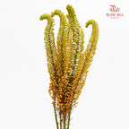 Eremurus Shelf 狐尾百合 - (2 Stems)
