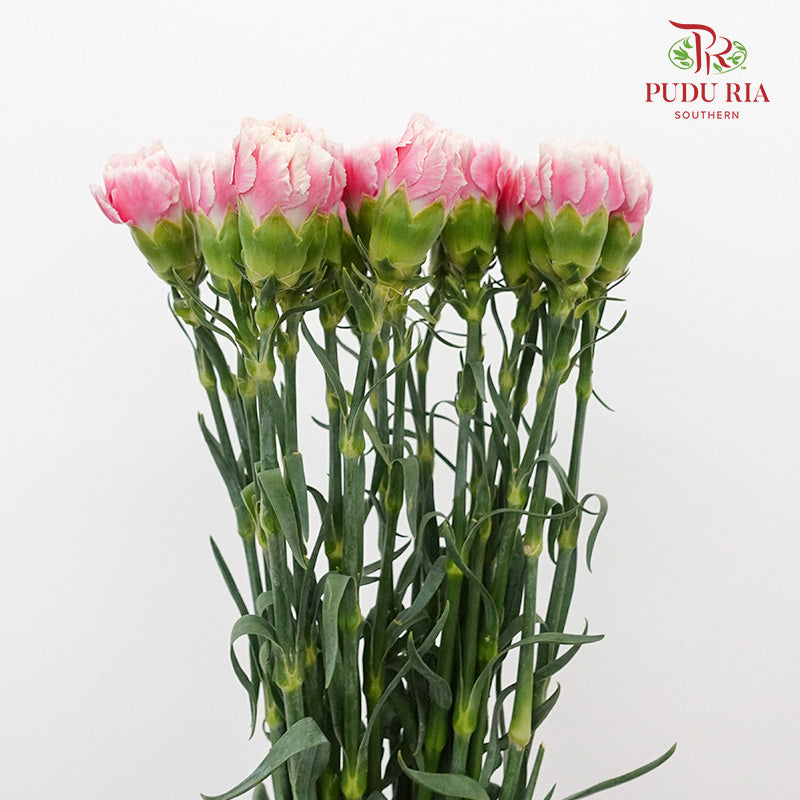 Carnation Pink/White 18-20 Stems - Pudu Ria Florist Southern
