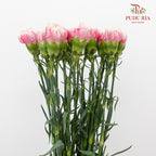 Carnation Pink/White 18-20 Stems - Pudu Ria Florist Southern