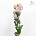 Eustoma Pink - (12-15 Stems)