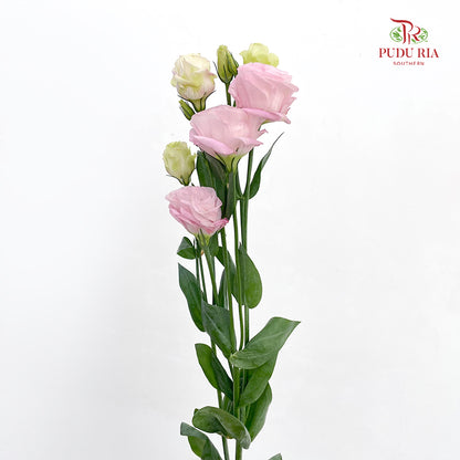 Eustoma Light Pink (12-15 Stems)