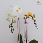 Phalaenopsis Orchid Arrangement (2 stems)