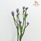 Statice Light Purple - Pudu Ria Florist Southern