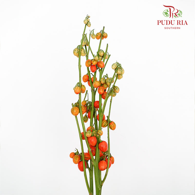 Ornamental Eggplant - (Per Bundle)