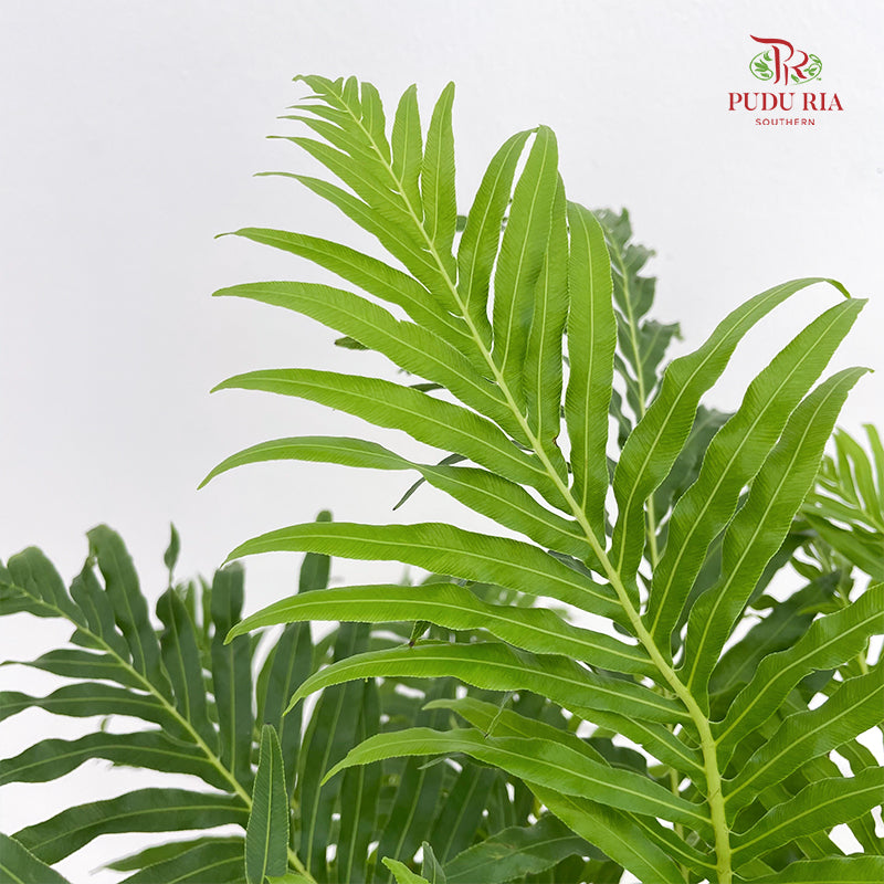 Blechnum Gibbum