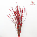 银柳分枝 Pussy Willow Spray Red (5FT) - (12 Stems)