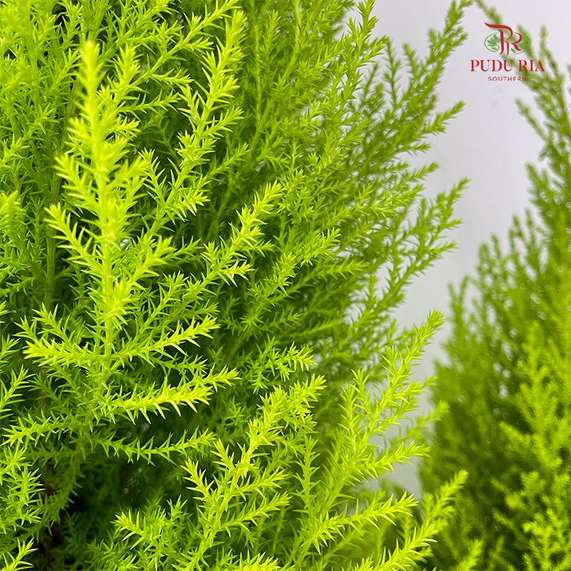 Cupressus Macrocarpa 'Goldcrest'