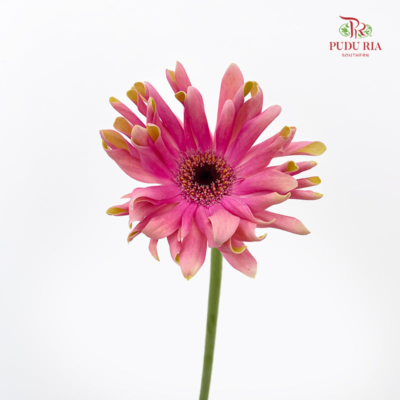 Gerbera Pasta Pink 卷邊非洲菊 - (8-10 Stems)
