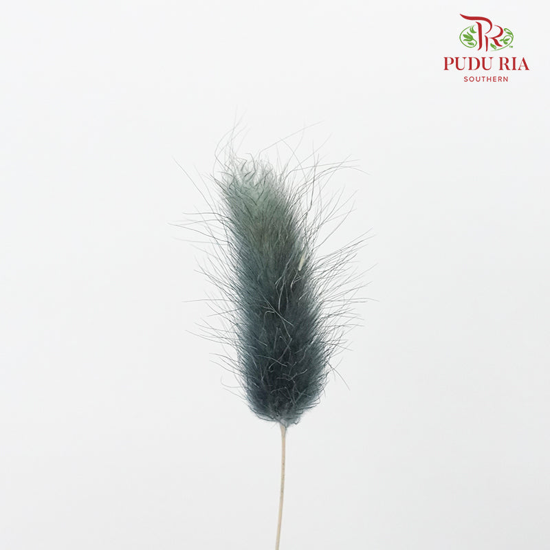 Dry Lagurus (Bunny Tails) - Slate Blue - Pudu Ria Florist Southern
