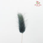 Dry Lagurus (Bunny Tails) - Slate Blue - Pudu Ria Florist Southern