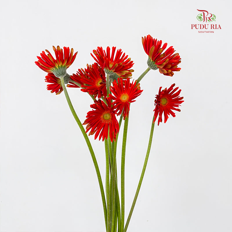 Gerbera Pasta Brenn 卷邊非洲菊 - (8-10 Stems)