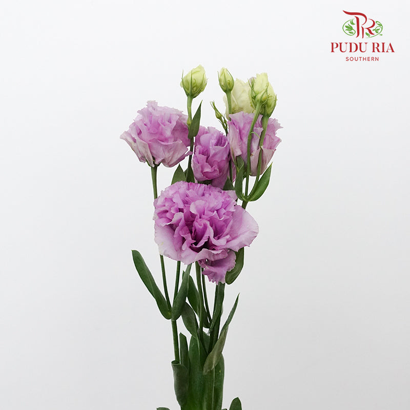 Eustoma Wave Light Purple (12-15 Stems) - Pudu Ria Florist Southern