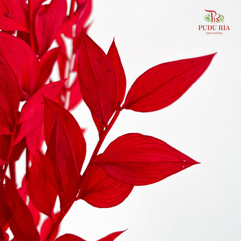 Dry Ruscus Dyed - Red