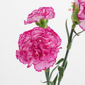 Carnation Boheme 康乃馨 - (8-10 Stems)