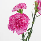 Carnation Boheme 康乃馨 - (8-10 Stems)