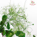 Dry Cotinus Green - Pudu Ria Florist Southern