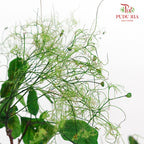 Dry Cotinus Green - Pudu Ria Florist Southern