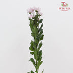 Chrysanthemum Pompom Light Pink 1 - (10-12 Stems)
