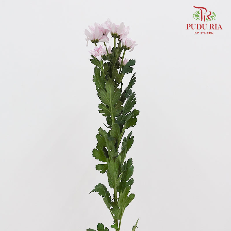 Chrysanthemum Pompom Light Pink 1 - (10-12 Stems)
