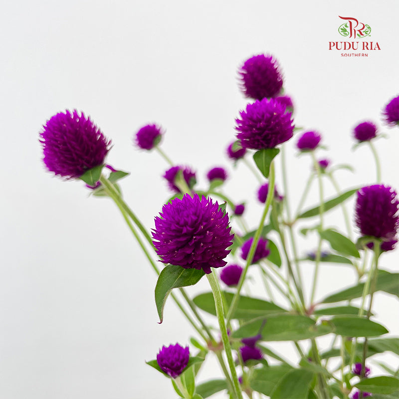 Gomphrena