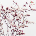 Dry Caspia - Light Purple