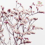 Dry Caspia - Light Purple
